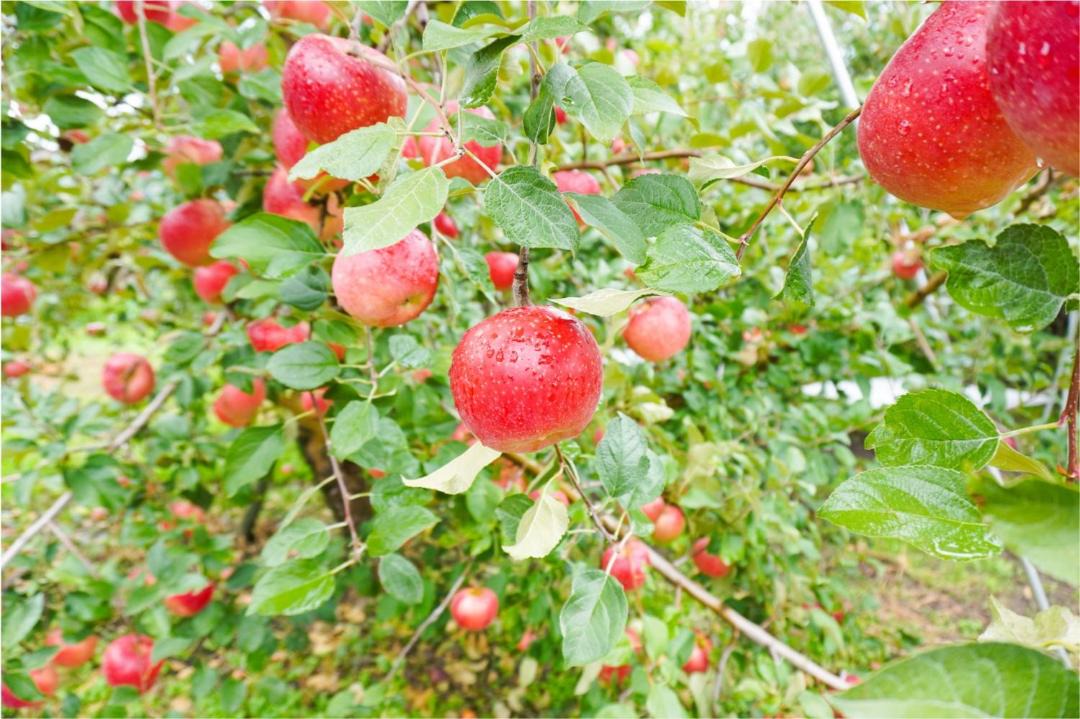 Photo of Outdoor in Obuse
