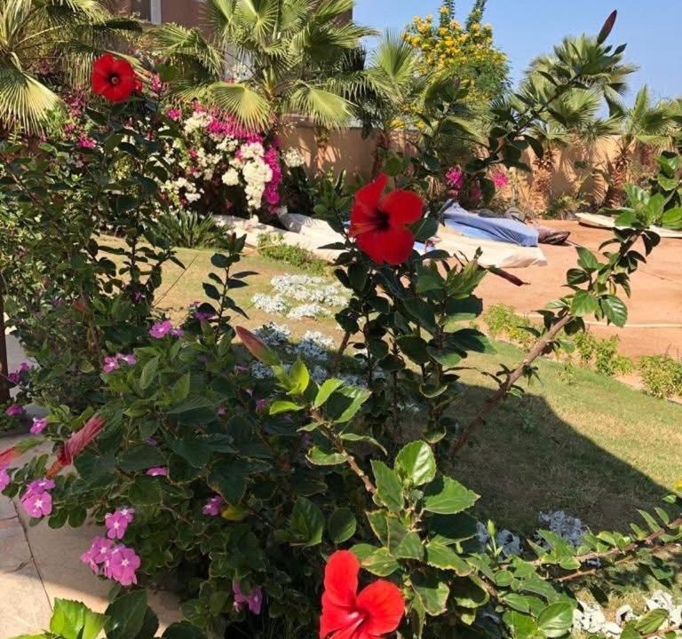Photo of Others in Al Ahyaa
