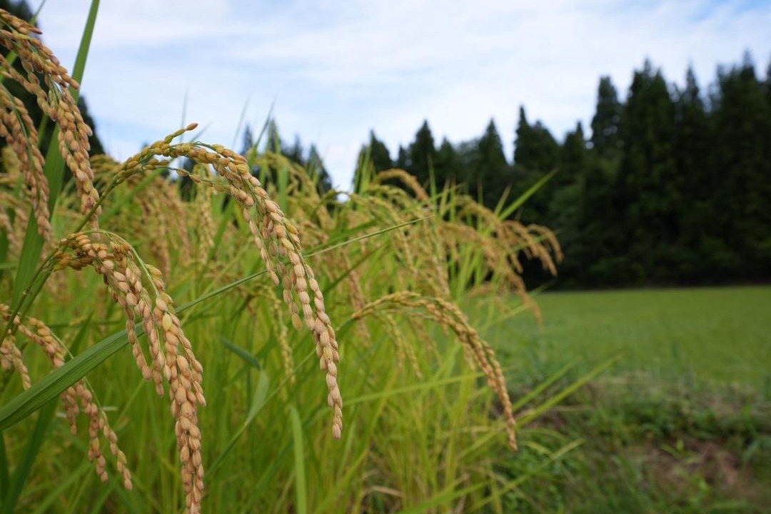 Photo of Outdoor in Minamiuonuma