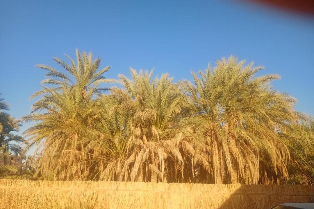 Photo of Others in Siwa