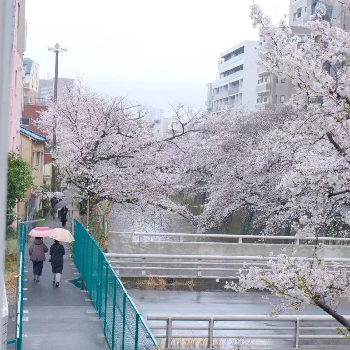 Photo of Others in Toshima