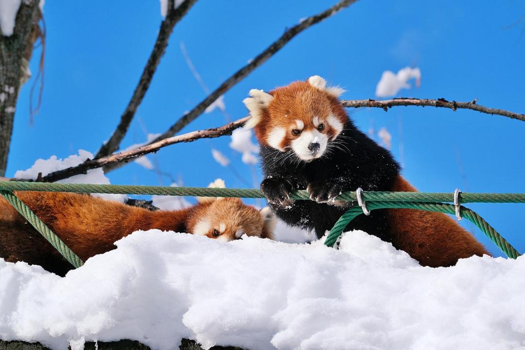 Photo of Others in Asahikawa