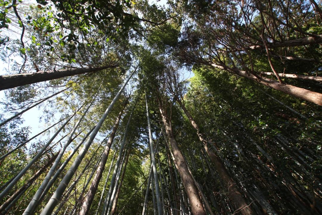 Photo of Others in Kumano