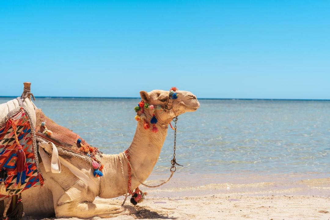 Photo of Others in Marsa Alam