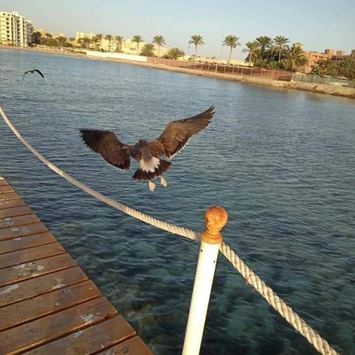 Photo of Others in Corniche Road-Dahar