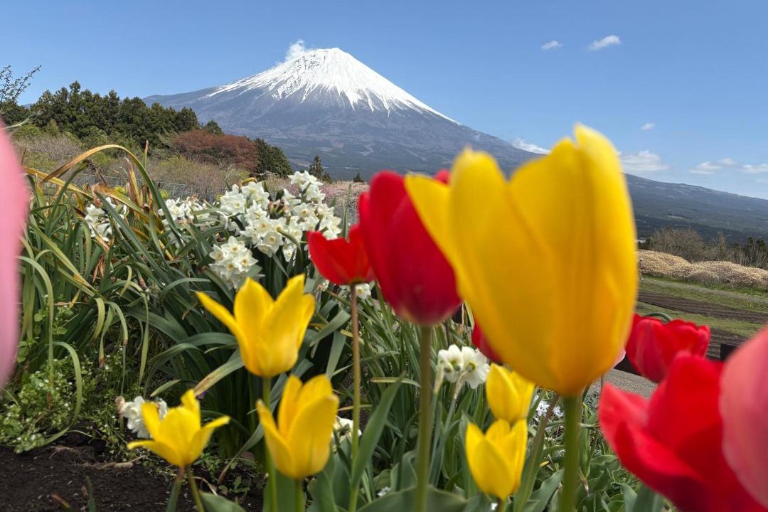Photo of Others in Fujinomiya