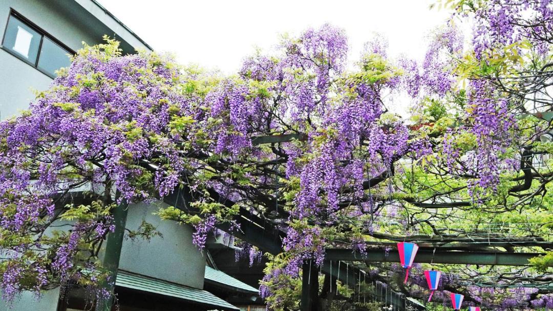 Photo of Others in Chofu