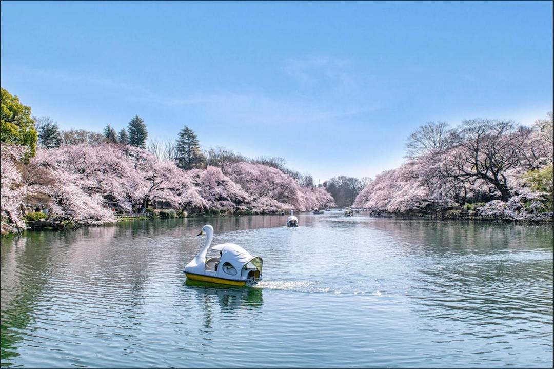 Photo of Others in Musashino