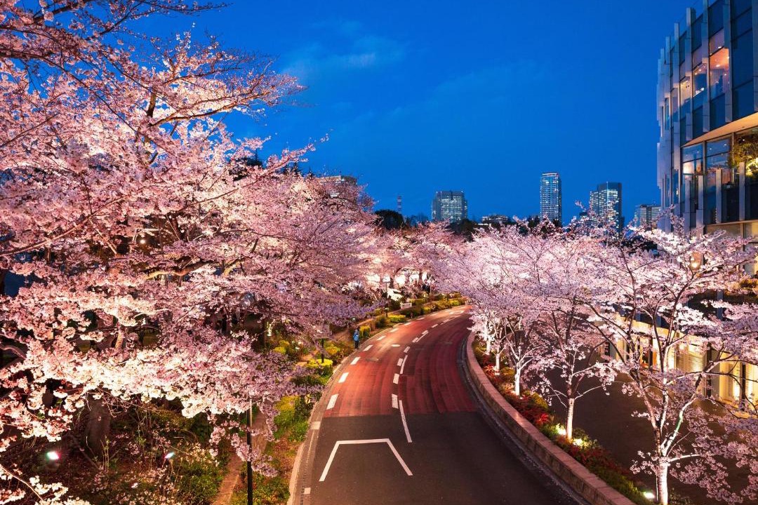 Photo of Others in Akasaka