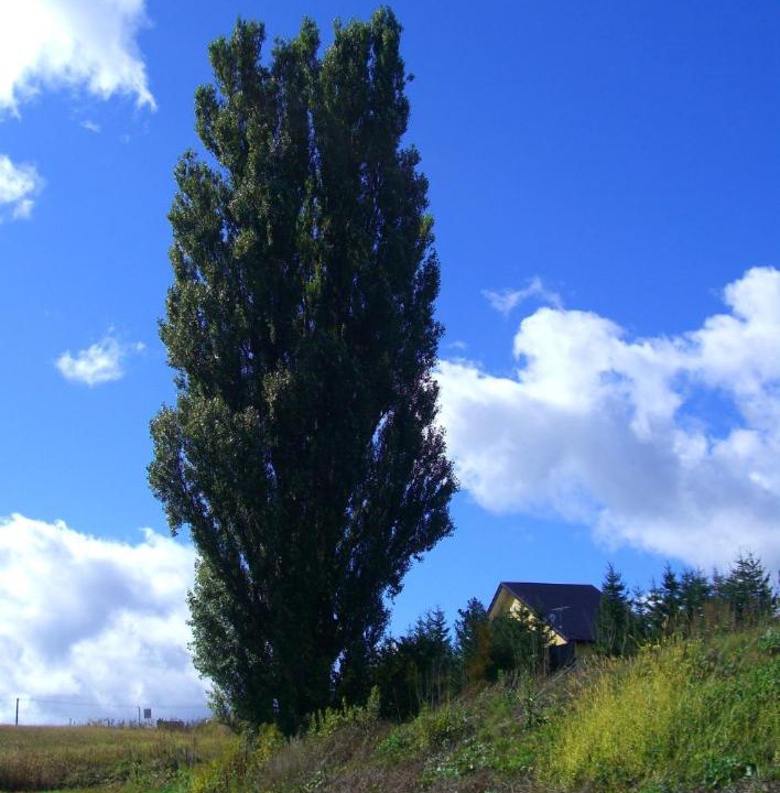 Photo of Others in Biei