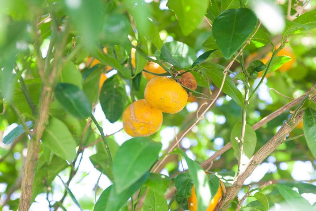 Photo of Others in Ogimi