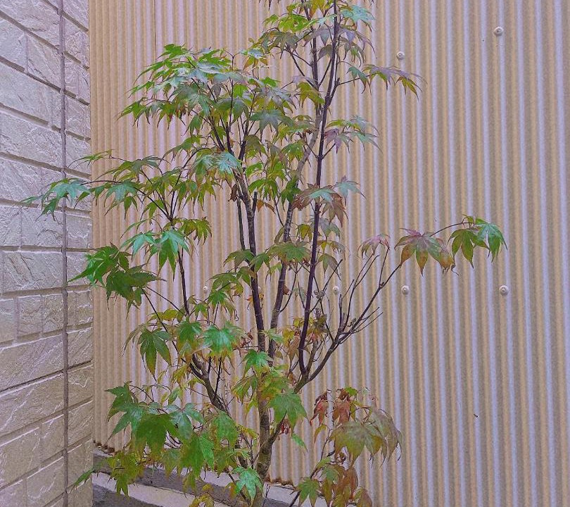 Photo of Others in Nishinari