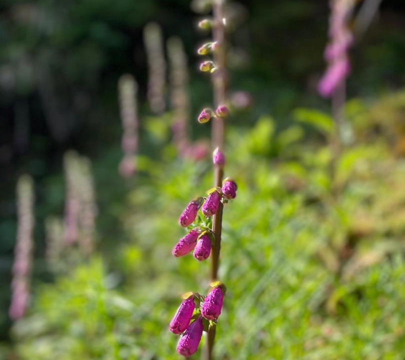 Photo of Outdoor in Koya