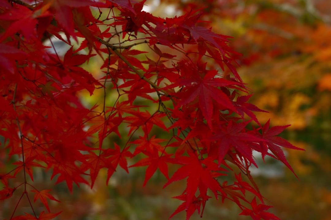 Photo of Others in Horiikecho
