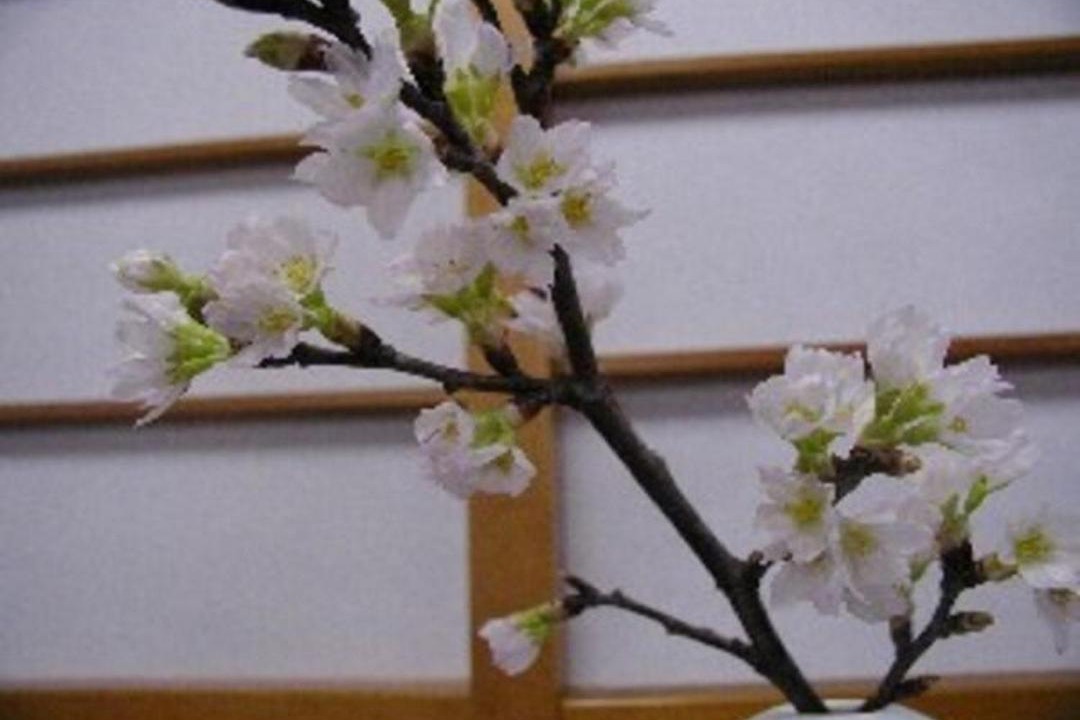 Photo of Others in Sakata