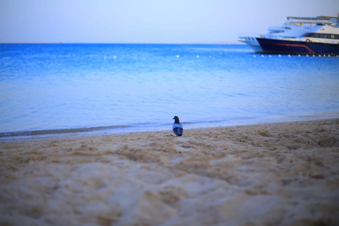 Photo of Others in Al Mamsha El Seyahi