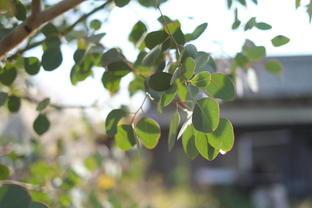 Photo of Others in Ogishima