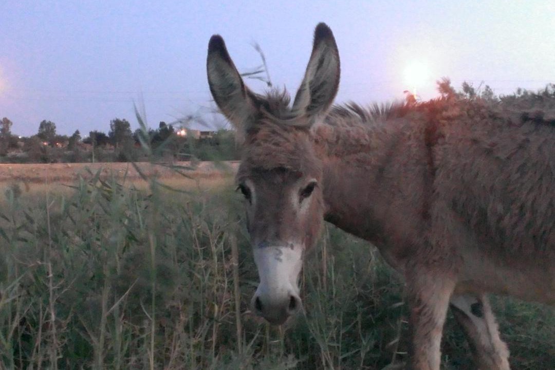 Photo of Others in Tunis Village