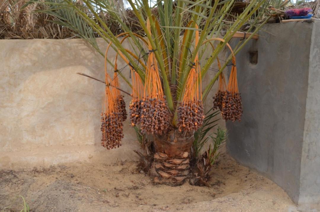 Photo of Others in Siwa