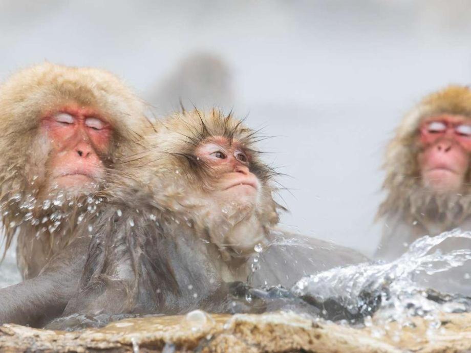 Photo of Others in Yudanaka Shibu Onsen