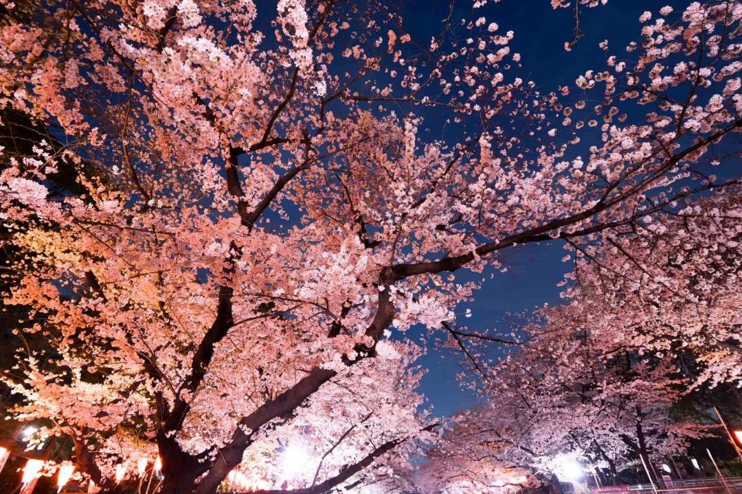 Photo of Others in Nishinippori