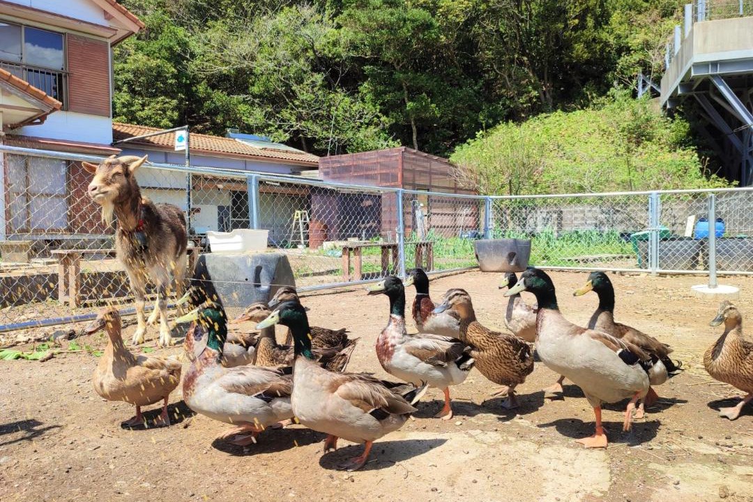 Photo of Others in Kushimoto