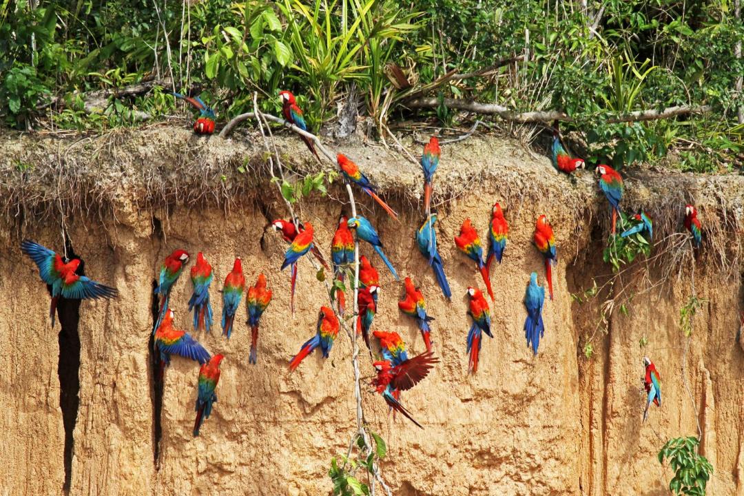 Photo of Others in Inca