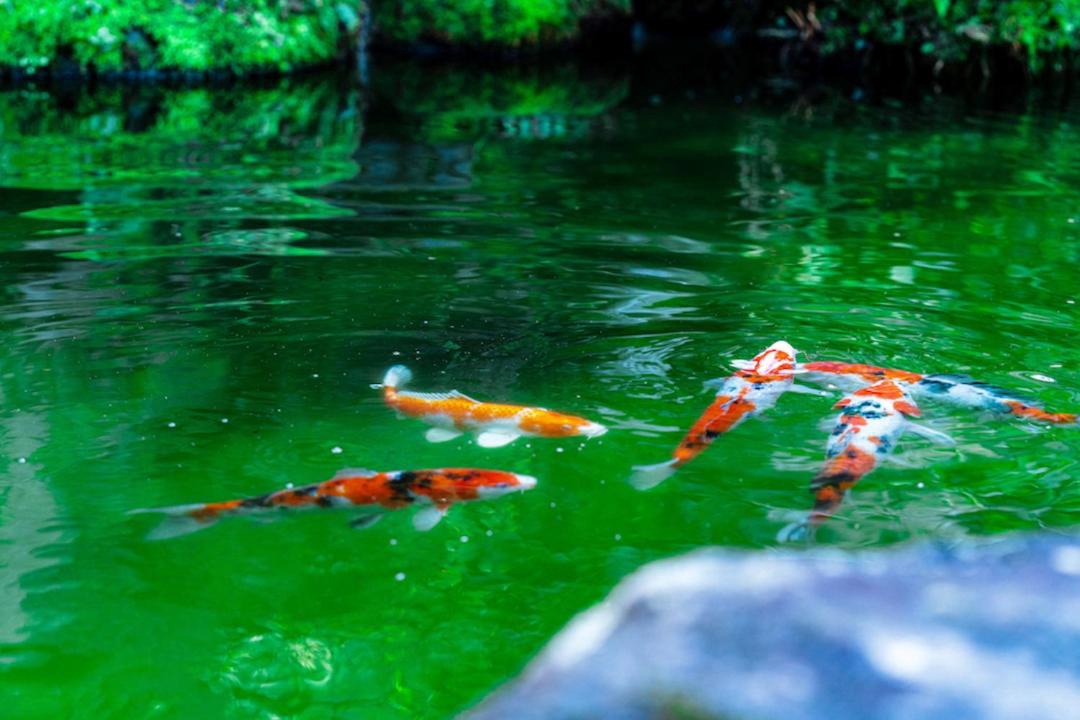 Photo of Others in Itoigawa
