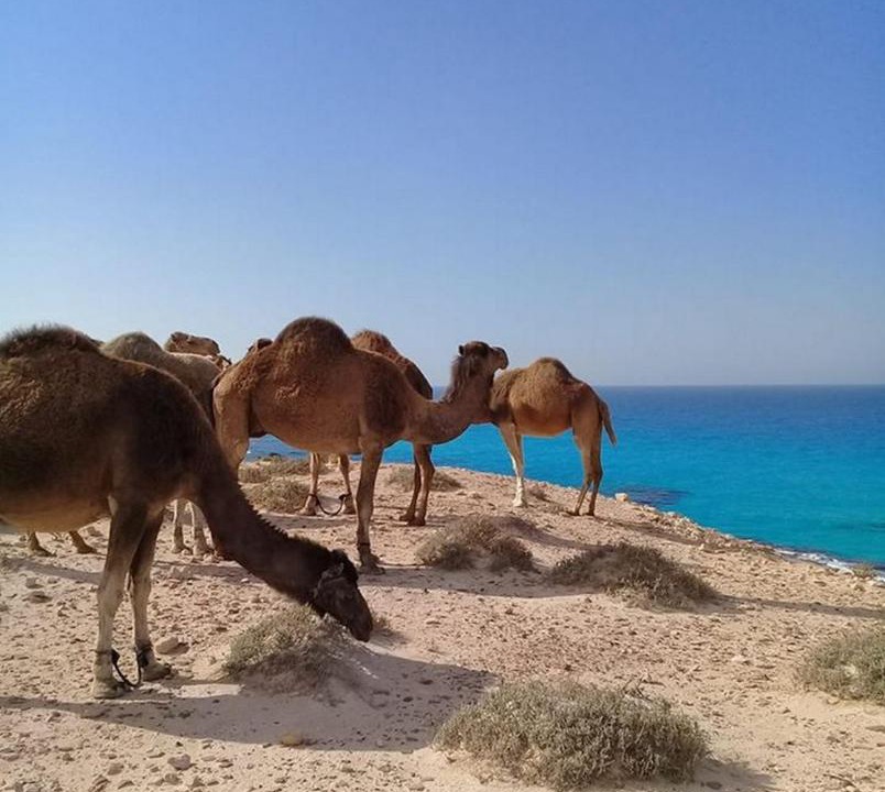 Photo of Others in Marsa Matruh