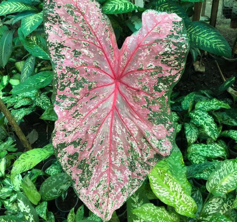 Photo of Outdoor in Sauce