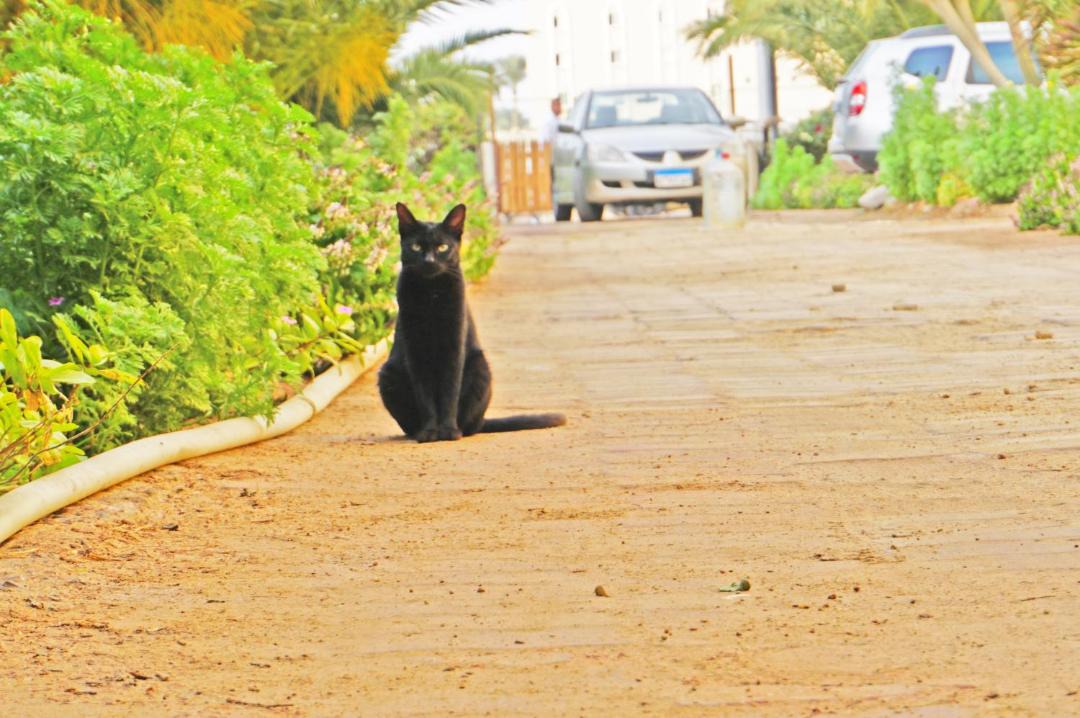 Photo of Others in Al Mamsha El Seyahi