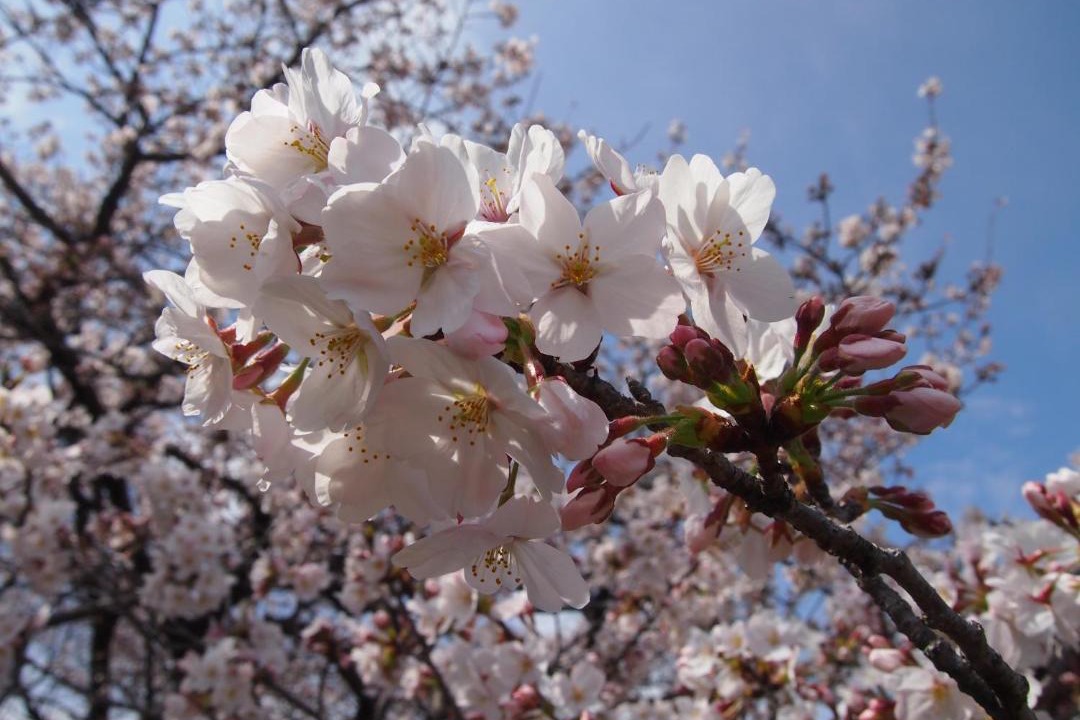 Photo of Others in Tokushima