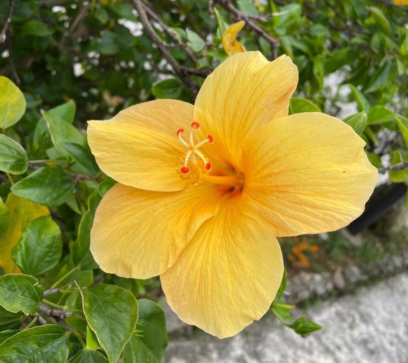 Photo of Others in Kadena-cho