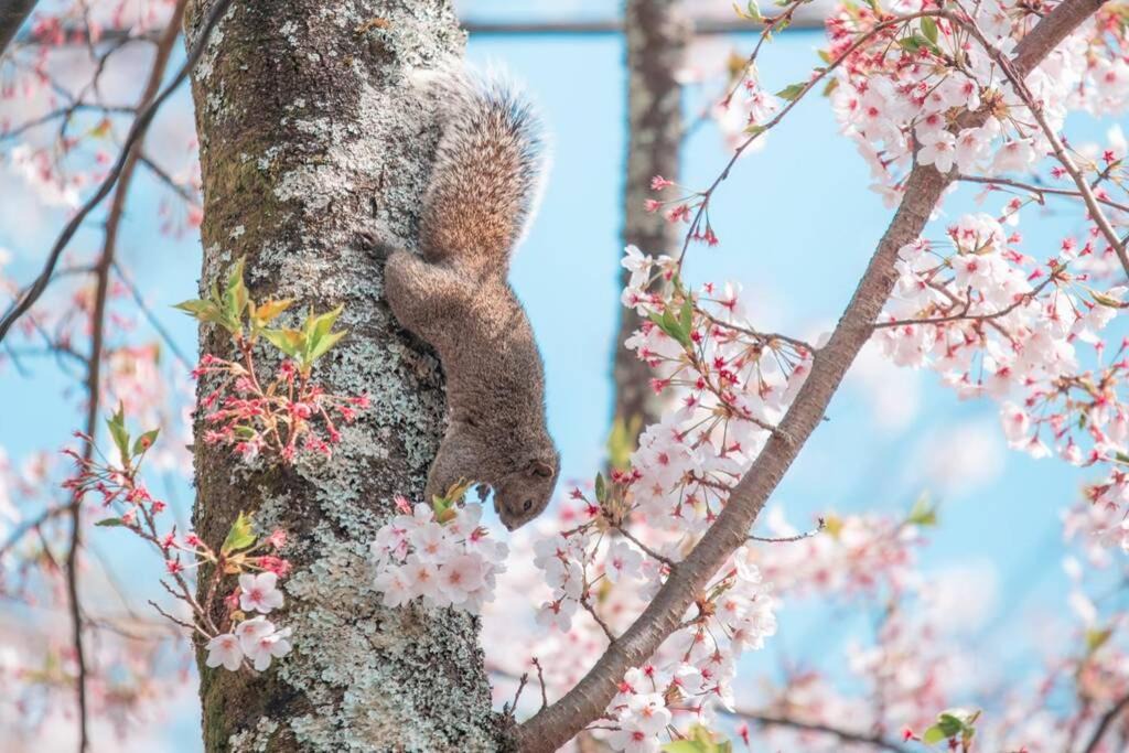 Photo of Others in Yawatano