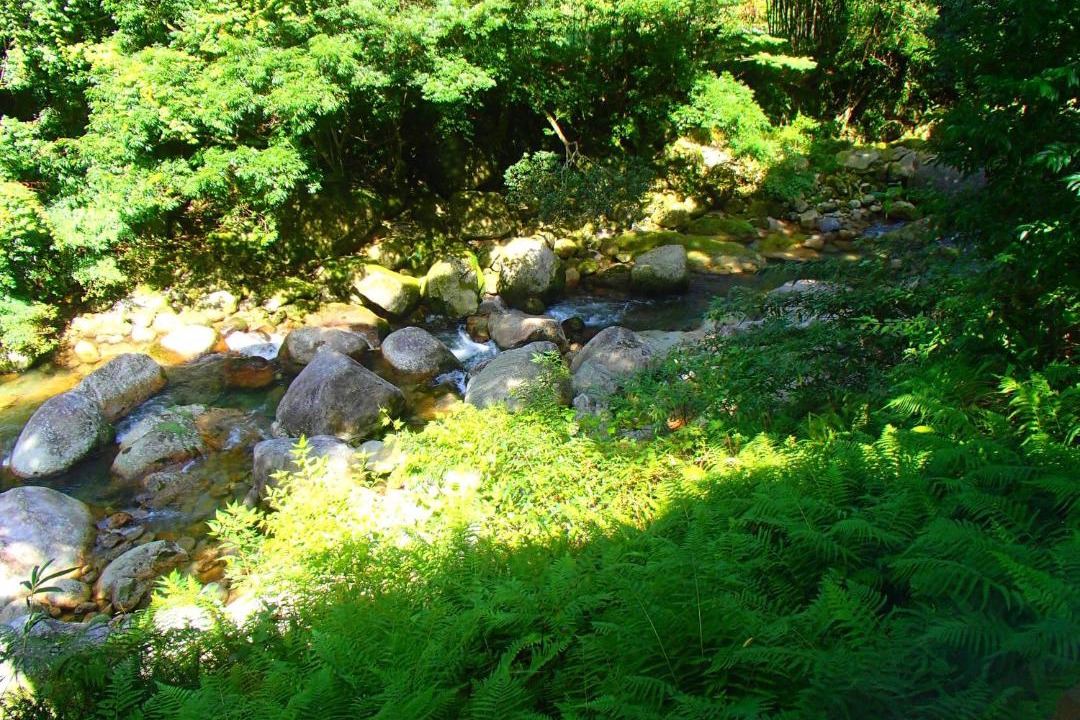 Photo of Others in Yakushima
