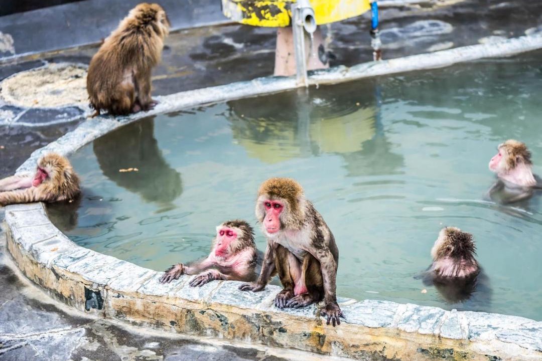 Photo of Others in Hakodate