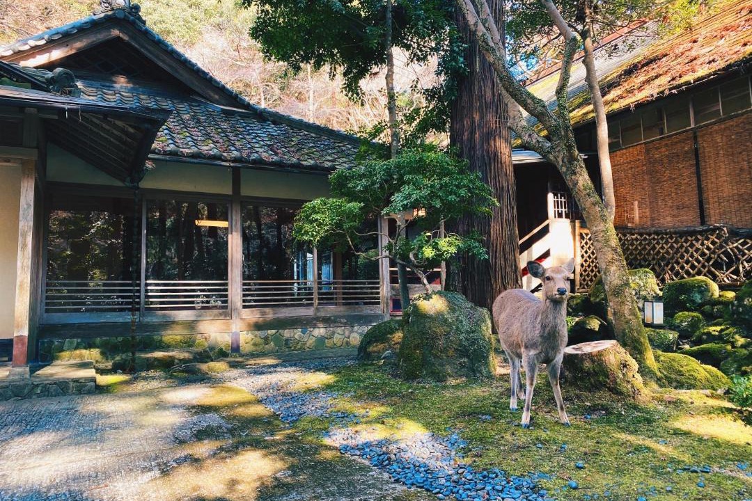 Photo of Others in Nara