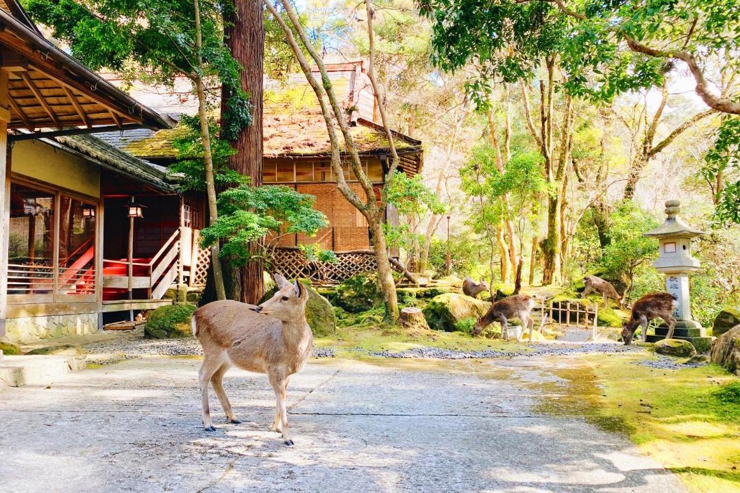 Photo of Others in Nara
