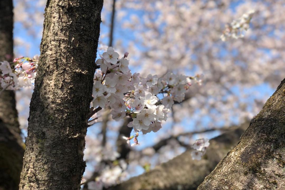 Photo of Outdoor in Kumagaya