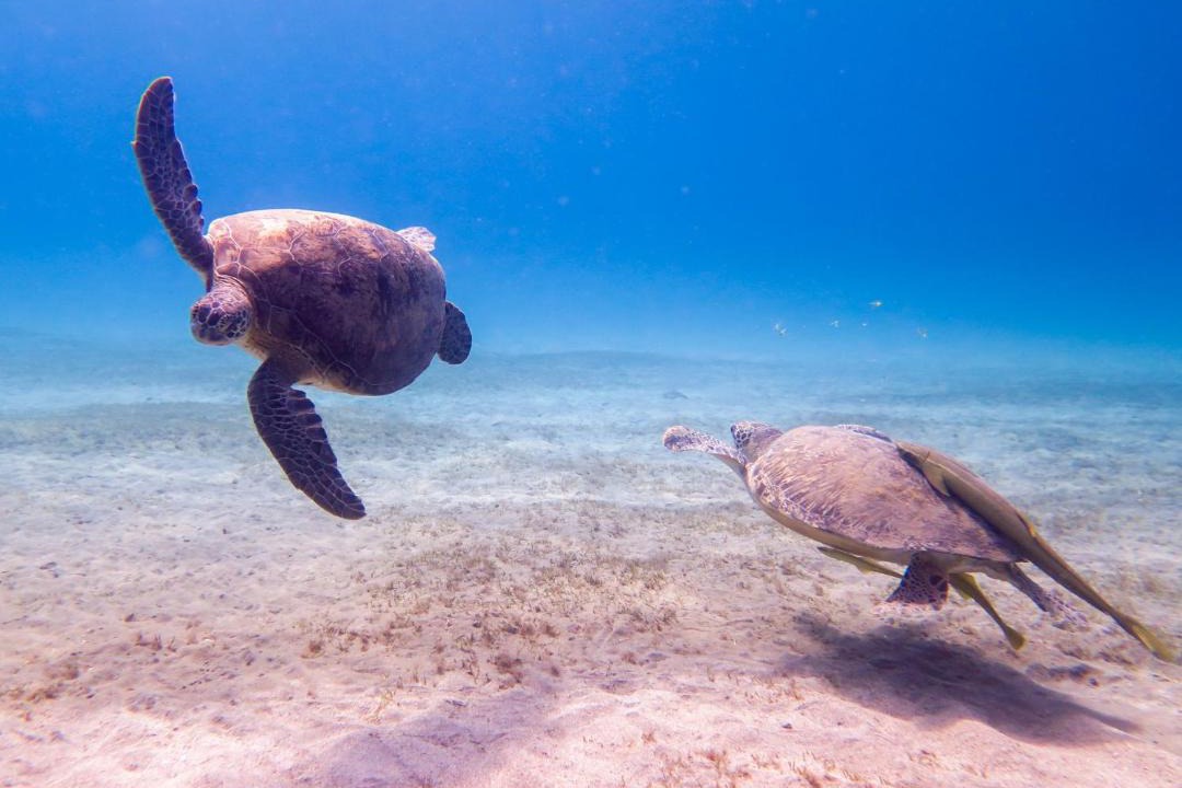 Photo of Others in Marsa Alam