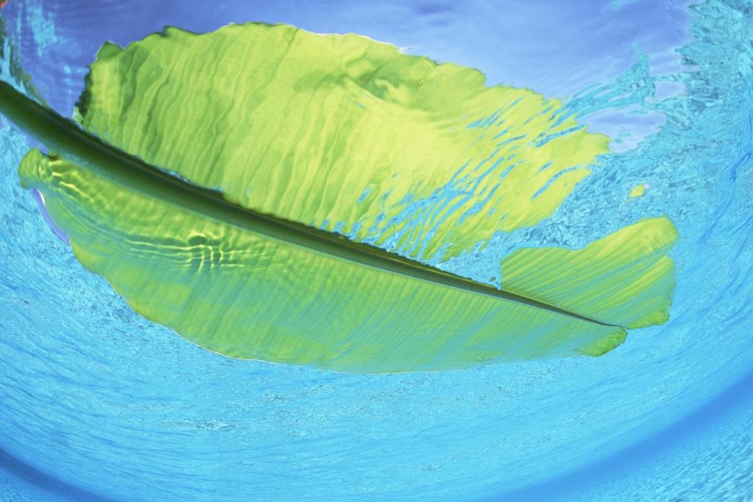 Photo of Others in Tatsugo