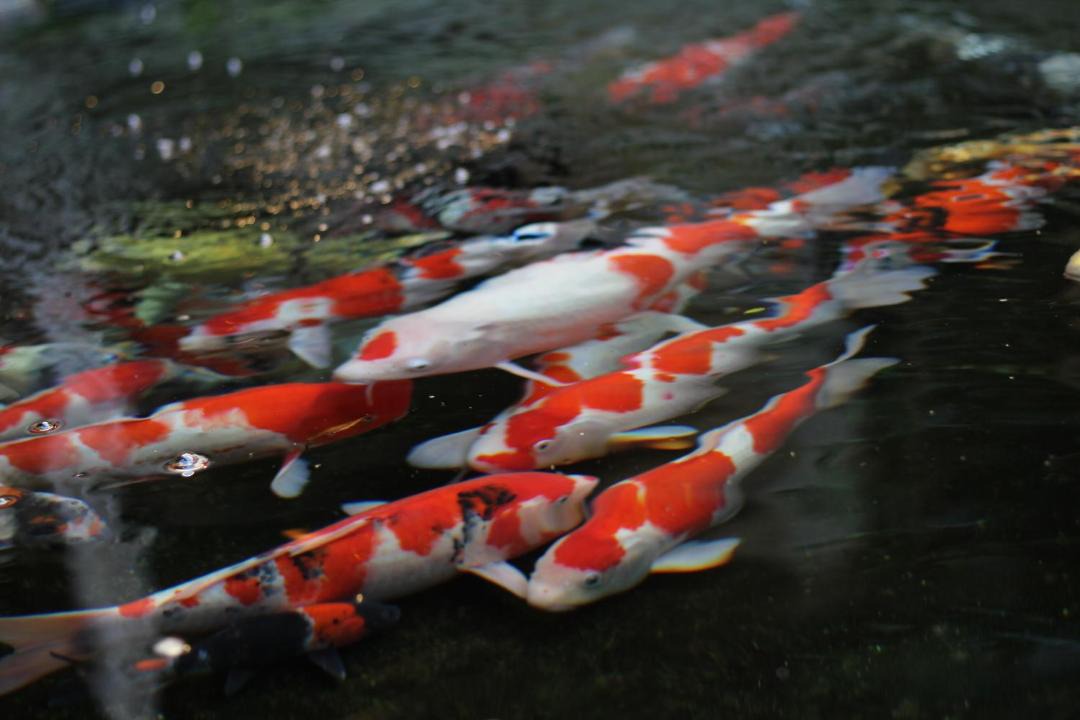 Photo of Others in Tsukioka Onsen