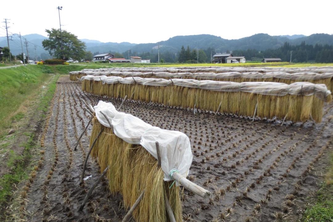 Photo of Others in Takayama