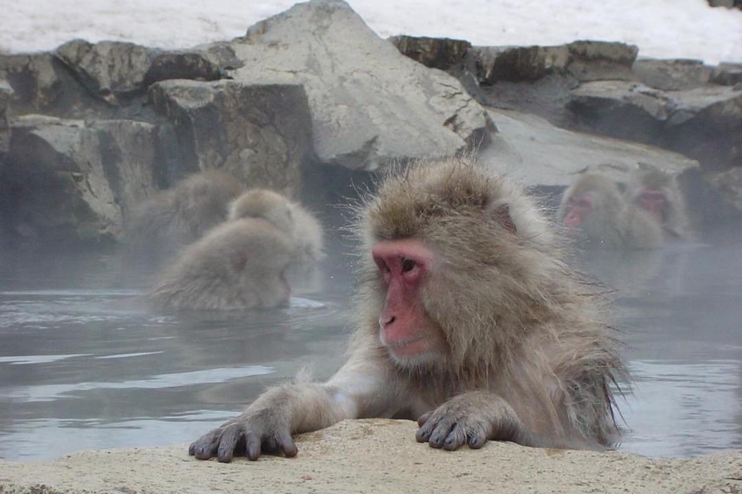 Photo of Others in Yudanaka Shibu Onsen