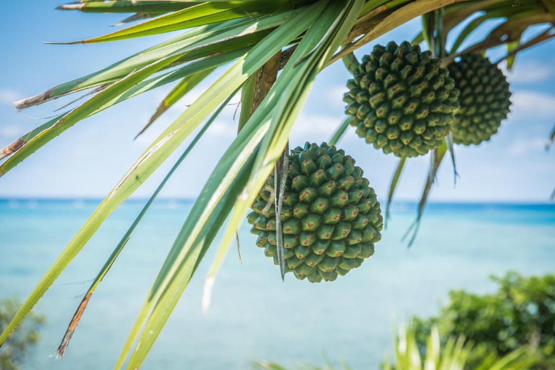 Photo of Others in Ishigaki