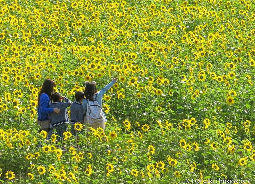 Photo of Others in Sukumo