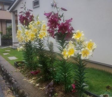 Wakaba House | Guesthouse Oomiyabase25 大宮基地 別荘新館