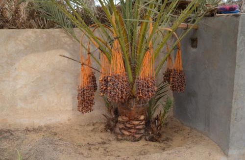 Siwa Apartment | Siwa Spot - Authentic Siwan Room with Private Patio