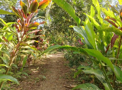 Musas Garden Lodge Tambopata